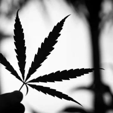 Qué es el CBD y para qué sirve: guía completa 2025
